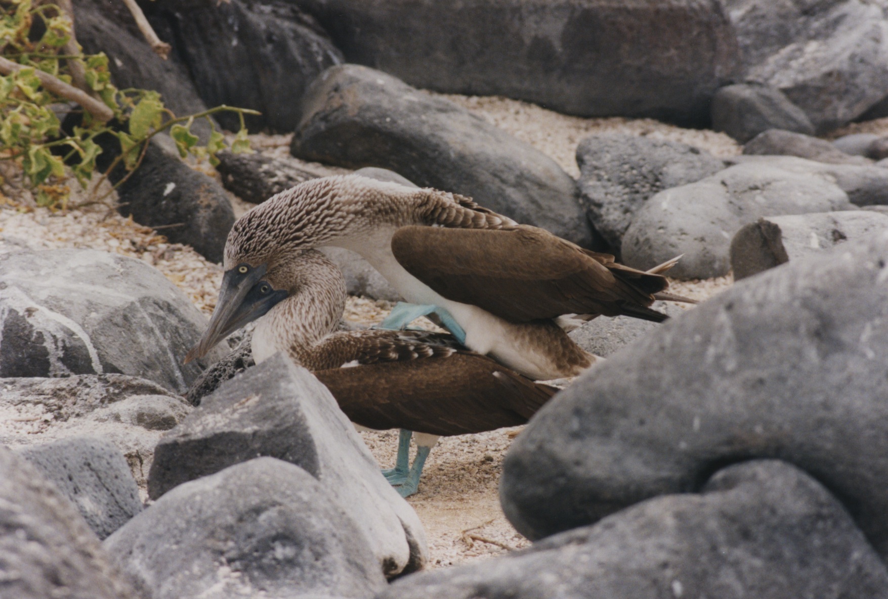 blue_footed_booby_r128_mating.jpg