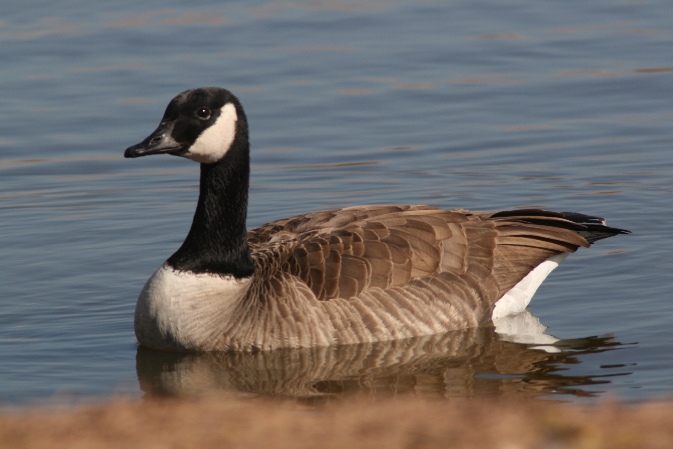 Canada+goose