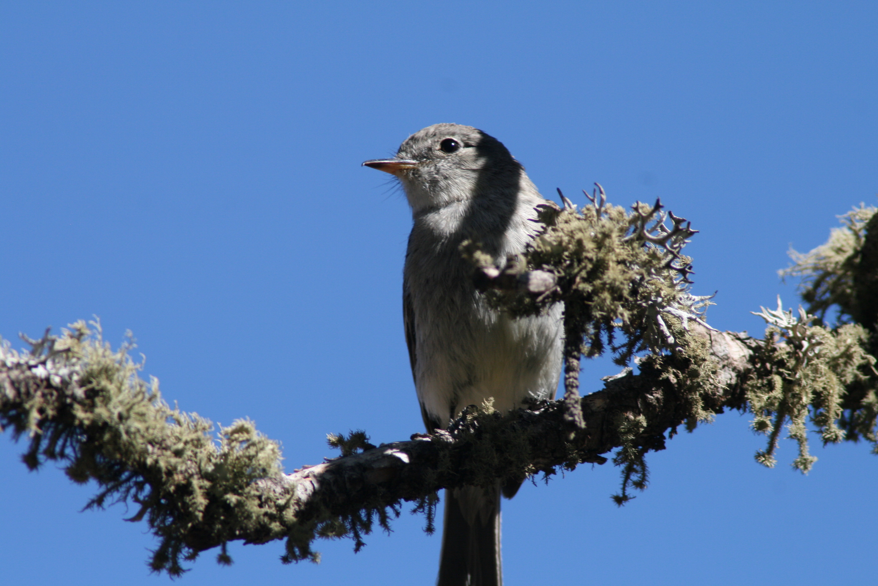 Grey Flycatcher