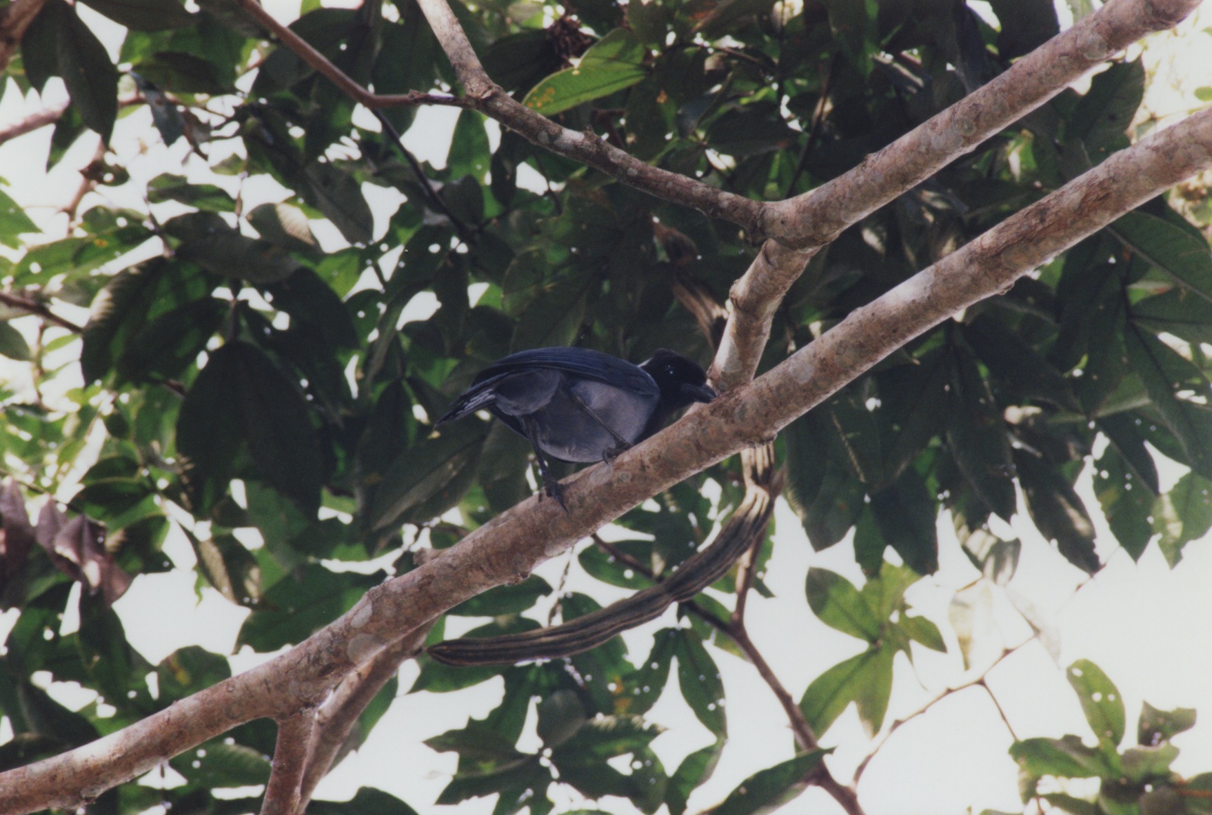 http://www.photobirder.com/Bird_Photos/violaceous_jay_r141.jpg